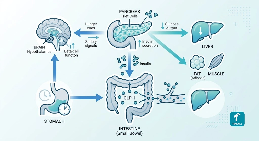 Diagram showing how semaglutide GLP-1 receptor agonist works in the body