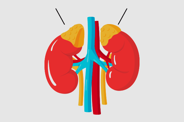 Adrenal GLAND DISEASES (1)